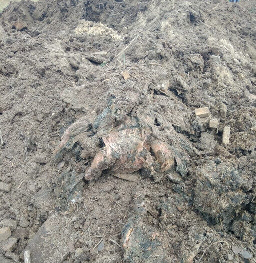 Гаврилівські курчата, могильник, Агромарс 