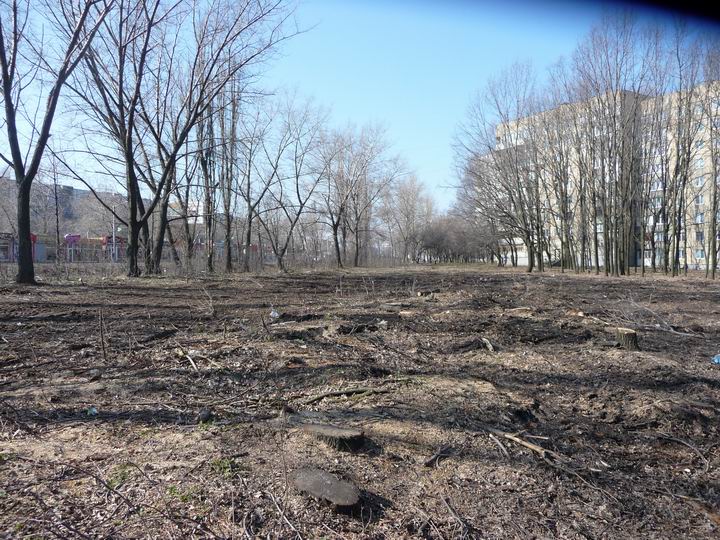 zrubani dereva_Petr_Stasovoji