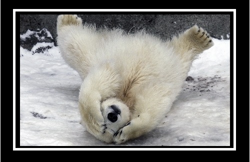 bear