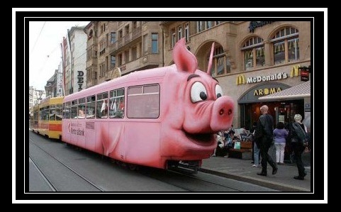 pig