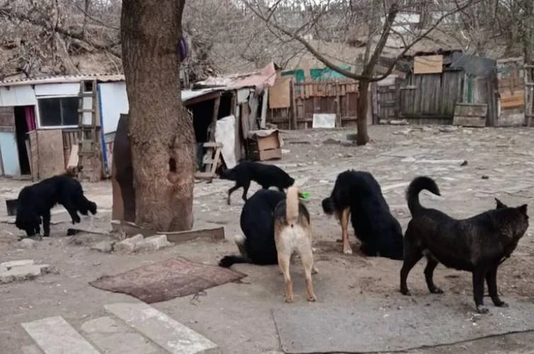 собачий притулок прокурор Онищенко