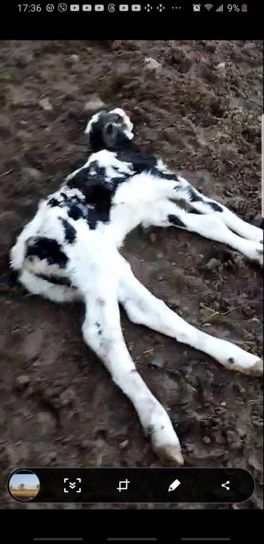 могильник, Житомир