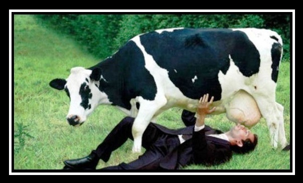 cow1