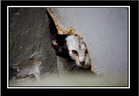 cats