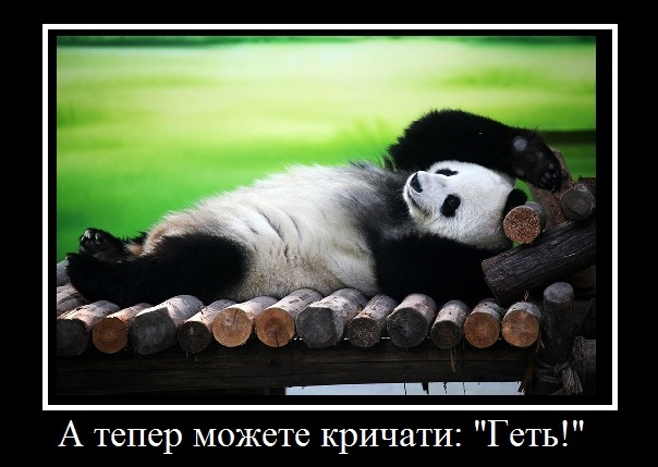 panda