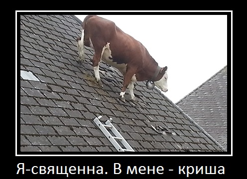 cow