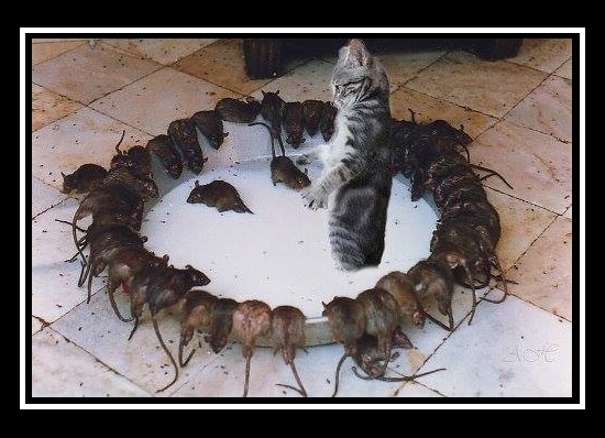 cat