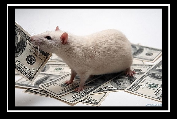 rat