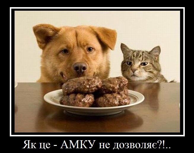 dog-cat
